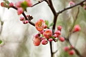 RHS GARDEN, WISLEY, SURREY: FLOWERS OF CHAENOMELES JAPONICA VAR ALPINA