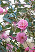 RHS GARDEN, WISLEY, SURREY: PINK FLOWERS OF A CAMELLIA