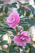 RHS GARDEN, WISLEY, SURREY: PINK FLOWERS OF A CAMELLIA