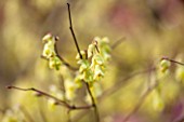 RHS GARDEN, WISLEY, SURREY: PALE YELLOW FLOWERS OF CORYLOPSIS GLABRESCENS