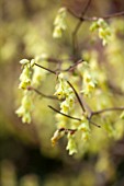 RHS GARDEN, WISLEY, SURREY: PALE YELLOW FLOWERS OF CORYLOPSIS GLABRESCENS