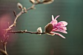 RHS GARDEN, WISLEY, SURREY: PINK FLOWER OF MAGNOLIA X LOEBNERI LEONARD MESSEL