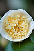 RHS GARDEN, WISLEY, SURREY: YELLOW FLOWER OF CAMELLIA X WILLIAMSII JURYS YELLOW - AGM