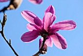 RHS GARDEN, WISLEY, SURREY: MAGNOLIA SERENE - SPRING. FLOWERS, CLOSE UP