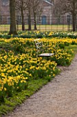 THE NATIONAL TRUST - DUNHAM MASSEY, CHESHIRE: DAFFODILS - NARCISSUS TETE - A - TETE GROWING BESIDRE A PATH IN THE WOODLAND