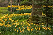 THE NATIONAL TRUST - DUNHAM MASSEY, CHESHIRE: DAFFODILS - NARCISSUS GROWING IN THE WOODLAND