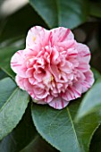 THE NATIONAL TRUST - DUNHAM MASSEY, CHESHIRE: THE WINTER GARDEN - PINK FLOWER OF CAMELLIA JAPONICA  KICK OFF