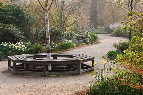 THE_NATIONAL_TRUST__DUNHAM_MASSEY_CHESHIRE_THE_WINTER_GARDEN__PATH_AND_WOODEN_TREE_SEAT__A_PLACE_TO_