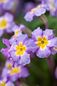 THE NATIONAL TRUST - DUNHAM MASSEY, CHESHIRE: THE WINTER GARDEN - MAUVE PASTEL FLOWERS OF PRIMULA VULGARIS SUBSP SIBTHORPII