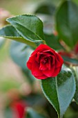 THE NATIONAL TRUST - DUNHAM MASSEY, CHESHIRE: THE WINTER GARDEN - DARK RED FLOWER OF CAMELLIA MIDNIGHT - SHRUB