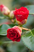 THE NATIONAL TRUST - DUNHAM MASSEY, CHESHIRE: THE WINTER GARDEN - DARK RED FLOWER OF CAMELLIA MIDNIGHT - SHRUB