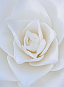 THE NATIONAL TRUST - DUNHAM MASSEY, CHESHIRE: THE WINTER GARDEN - WHITE FLOWER OF CAMELLIA JAPONICA MATTERHORN - SHRUB