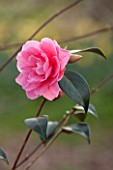 THE NATIONAL TRUST - DUNHAM MASSEY, CHESHIRE: THE WINTER GARDEN - PINK FLOWER OF CAMELLIA X WILLIAMSII WATER LILY - AGM - SHRUB