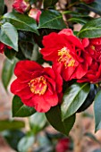 THE NATIONAL TRUST - DUNHAM MASSEY, CHESHIRE: THE WINTER GARDEN - RED FLOWER OF CAMELLIA JAPONICA GRAND SLAM - SHRUB