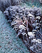 FROSTY SEDUMS IN HERBACEOUS BORDER THE OLD RECTORY  BURGHFIELD  BERKS