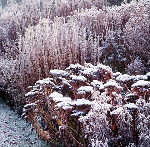 FROSTY_SEDUMS_IN_HERBACEOUS_BORDER_THE_OLD_RECTORY__BURGHFIELD__BERKS