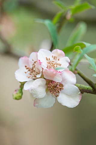 THE_NATIONAL_TRUST__DUNHAM_MASSEY_CHESHIRE_THE_WINTER_GARDEN__PALE_PINK_FLOWERS_OF_CHAENOMELES_CATHA