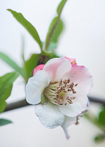 THE_NATIONAL_TRUST__DUNHAM_MASSEY_CHESHIRE_THE_WINTER_GARDEN__PALE_PINK_FLOWERS_OF_CHAENOMELES_CATHA