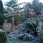 FROST COVERS PRUNUS SHOGETSU THE OLD RECTORY  BURGHFIELD  BERKS