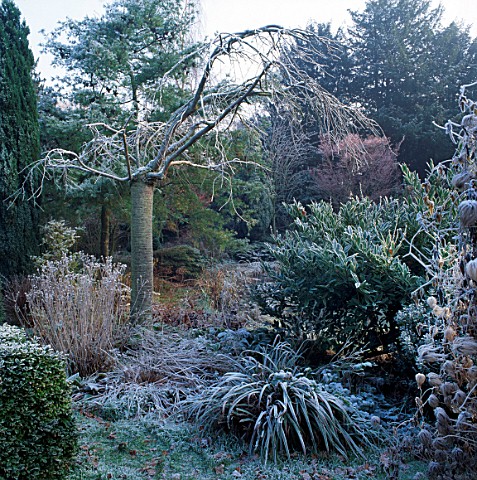 FROST_COVERS_PRUNUS_SHOGETSU_THE_OLD_RECTORY__BURGHFIELD__BERKS