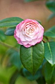 THE NATIONAL TRUST - DUNHAM MASSEY, CHESHIRE: THE WINTER GARDEN - PINK FLOWER OF CAMELLIA JAPONICA NUCCIOS JEWEL