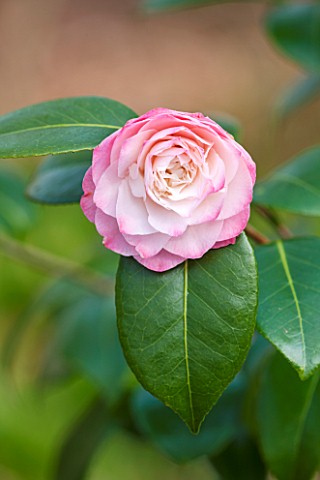 THE_NATIONAL_TRUST__DUNHAM_MASSEY_CHESHIRE_THE_WINTER_GARDEN__PINK_FLOWER_OF_CAMELLIA_JAPONICA_NUCCI