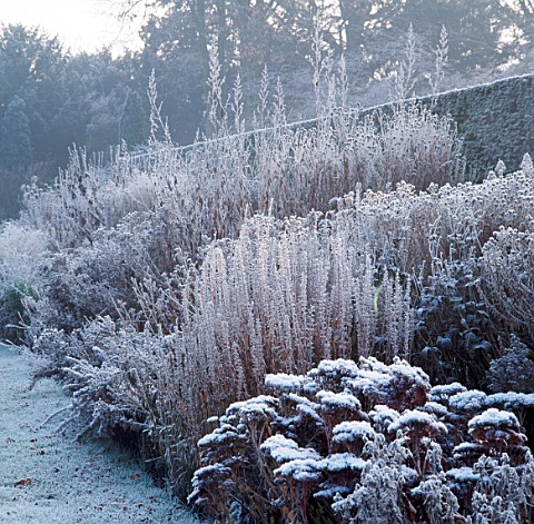 FROST_COVERS_HERBACEOUS_BORDER_THE_OLD_RECTORY__BURGHFIELD__BERKS