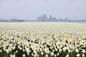 WALKERS BULBS, LINCOLNSHIRE: TAYLORS BULB FIELDS, HOLBEACH, SOUTH HOLLAND, LINCOLNSHIRE: FIELD FULL OF NARCISSUS ICE FOLLIES
