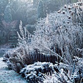 FROST COVERS HERBACEOUS BORDER THE OLD RECTORY  BURGHFIELD  BERKS