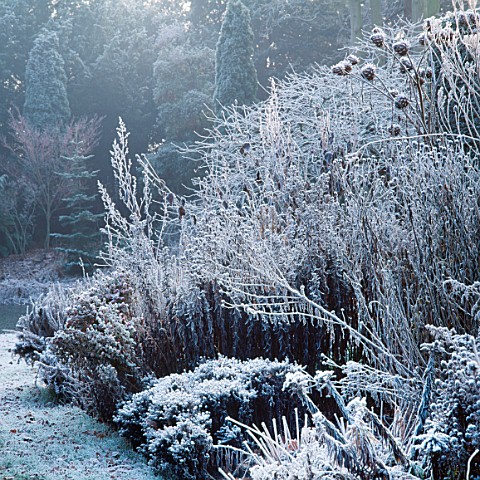 FROST_COVERS_HERBACEOUS_BORDER_THE_OLD_RECTORY__BURGHFIELD__BERKS