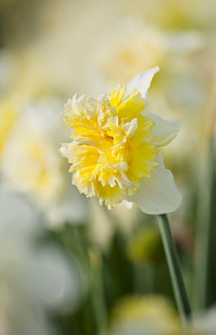 WALKERS_BULBS_LINCOLNSHIRE_TAYLORS_BULB_FIELDS_HOLBEACH_SOUTH_HOLLAND_LINCOLNSHIRECLOSE_UP_OF_NARCIS