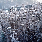 FROST COVERS ACHILLEA HEADS IN HERBACEOUS BORDER THE OLD RECTORY  BURGHFIELD  BERKS