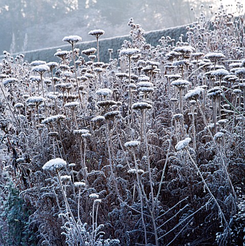 FROST_COVERS_ACHILLEA_HEADS_IN_HERBACEOUS_BORDER_THE_OLD_RECTORY__BURGHFIELD__BERKS