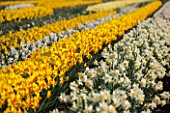 WALKERS BULBS, LINCOLNSHIRE: WALKERS BULBS SPECIALIST NARCISSI COLLECTION, HOLBEACH, SOUTH HOLLAND, LINCOLNSHIRE - FIELD FULL OF DAFFODILS - NARCISSI, NARCISSUS
