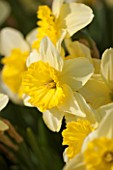 WALKERS BULBS, LINCOLNSHIRE: WALKERS BULBS SPECIALIST NARCISSI COLLECTION, HOLBEACH, SOUTH HOLLAND, LINCOLNSHIRE - CLOSE UP OF NARCISSUS RAOUL WALLENBERG - DAFFODIL