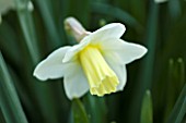 WALKERS BULBS, LINCOLNSHIRE: WALKERS BULBS SPECIALIST NARCISSI COLLECTION, HOLBEACH, SOUTH HOLLAND, LINCOLNSHIRE - CLOSE UP OF NARCISSUS REGAL BLISS - DAFFODIL