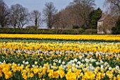 WALKERS BULBS, LINCOLNSHIRE: TAYLORS BULB FIELDS, HOLBEACH, SOUTH HOLLAND, LINCOLNSHIRE: FIELDS OF DAFFODILS - NARCISSUS