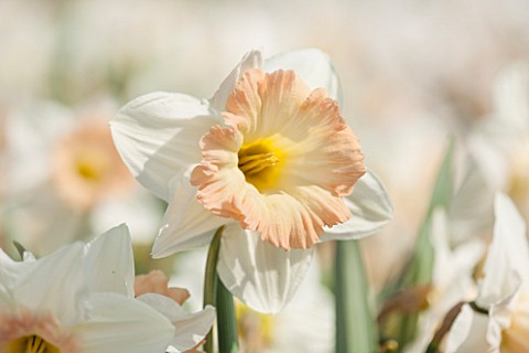WALKERS_BULBS_LINCOLNSHIRE_TAYLORS_BULB_FIELDS_HOLBEACH_SOUTH_HOLLAND_LINCOLNSHIRE_CLOSE_UP_OF_DAFFO