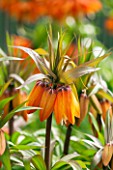 JACQUES AMAND: CLOSE UP OF FRITILLARIA IMPERIALIS SUNSET - CROWN IMPERIAL, BULB, SPRING