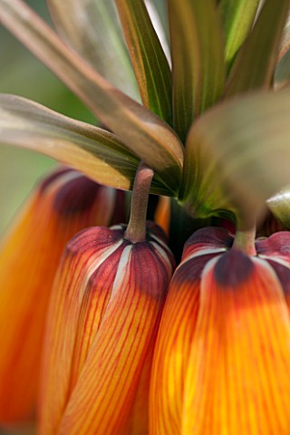 JACQUES_AMAND_CLOSE_UP_OF_FRITILLARIA_IMPERIALIS_SUNSET__CROWN_IMPERIAL_BULB_SPRING