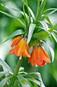 JACQUES AMAND: CLOSE UP OF FRITILLARIA IMPERIALIS EDUARDII - CROWN IMPERIAL, BULB, SPRING