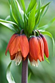 JACQUES AMAND: CLOSE UP OF FRITILLARIA IMPERIALIS WILLIAM REX - CROWN IMPERIAL, BULB, SPRING