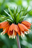 JACQUES AMAND: CLOSE UP OF FRITILLARIA IMPERIALIS RUBRA - CROWN IMPERIAL, BULB, SPRING