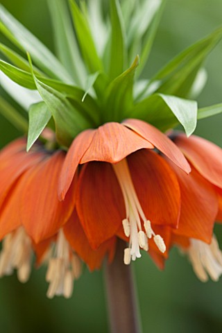 JACQUES_AMAND_CLOSE_UP_OF_FRITILLARIA_IMPERIALIS_RUBRA__CROWN_IMPERIAL_BULB_SPRING