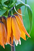 JACQUES AMAND: CLOSE UP OF FRITILLARIA IMPERIALIS PROLIFERA SYN CROWN ON CROWN -  CROWN IMPERIAL, BULB, SPRING