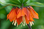 JACQUES AMAND: CLOSE UP OF FRITILLARIA IMPERIALIS ORANGE BEAUTY -  CROWN IMPERIAL, BULB, SPRING