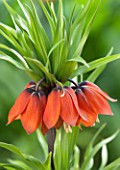 JACQUES AMAND: CLOSE UP OF FRITILLARIA IMPERIALIS APRIL FLAME - CROWN IMPERIAL, BULB, SPRING