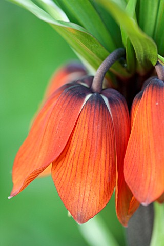 JACQUES_AMAND_CLOSE_UP_OF_FRITILLARIA_IMPERIALIS_APRIL_FLAME__CROWN_IMPERIAL_BULB_SPRING