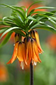 JACQUES AMAND: CLOSE UP OF FRITILLARIA IMPERIALIS PROLIFERA SYN CROWN ON CROWN - CROWN IMPERIAL, BULB, SPRING