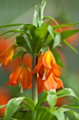 JACQUES AMAND: CLOSE UP OF FRITILLARIA IMPERIALIS EDUARDII - CROWN IMPERIAL, BULB, SPRING